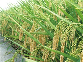 深兩優(yōu)1號(hào)
