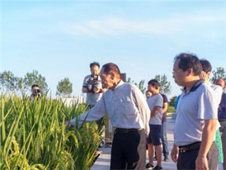 用海水稻“治愈”鹽堿地，世界糧食日致敬袁隆平