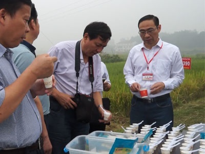 省農(nóng)委主任劉宗林、副主任鄒永霞、糧油處處長戴魁根及各市州農(nóng)委主任在汨羅視察湘米工程高檔優(yōu)質(zhì)稻泰優(yōu)390田間表現(xiàn)并進行米飯品嘗