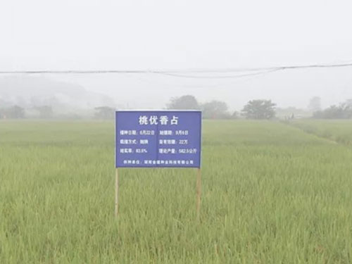 全國首次稻谷田間拍賣 汨羅高檔優(yōu)質(zhì)稻最高成交價每百斤182元 全國首次稻谷田間拍賣 汨羅高檔優(yōu)質(zhì)稻最高成交價每百斤182元