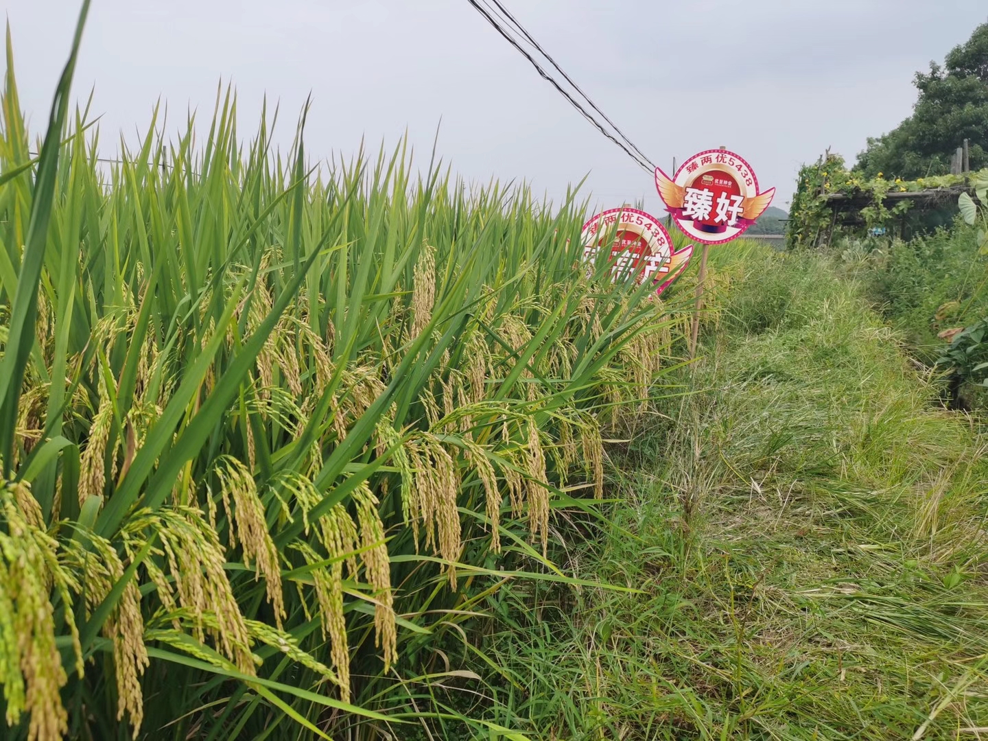 臻兩優(yōu)5438